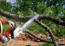 Best Root Management and Removal  in Machesney Park, IL